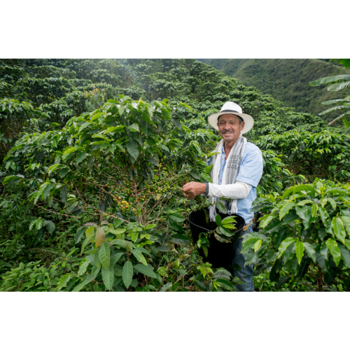 Black Crown Coffee Co. supports sustainable coffee farming with farmer smiling in coffee field